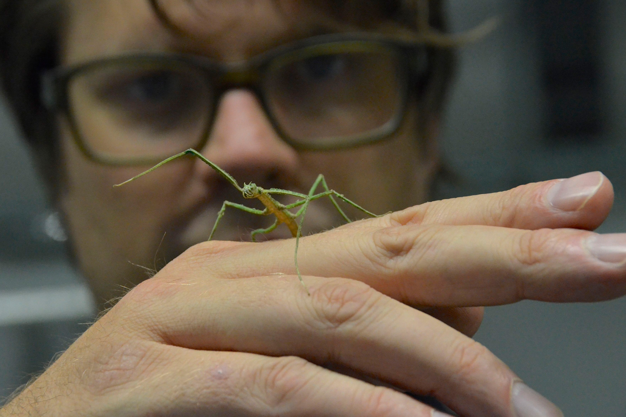 Il professor Tobias Seidl, dell’Università della Westfalia, Campus di Bocholt, con una cavalletta sulla mano come simbolo dei workshop di bionica a Bocholt